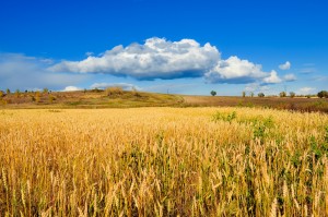 golden-wheat-field-1354390133xGa