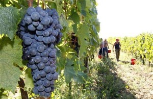 A bunch of grapes is seen during the harvest in Fabbri's vineyard in the Chiantishire in Tuscany, south of Florence, October 4, 2011. REUTERS/Giampiero Sposito